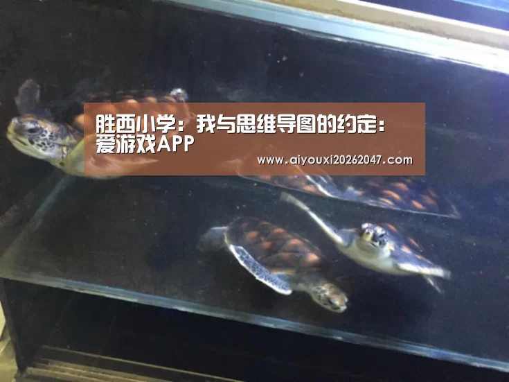 胜西小学:我与思维导图的约定:爱游戏APP(图1) 爱游戏平台